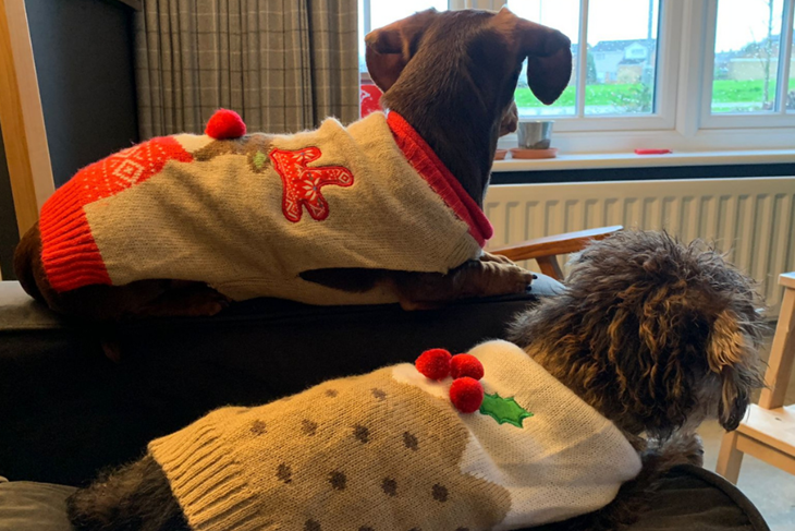 Dogs in Christmas Jumper